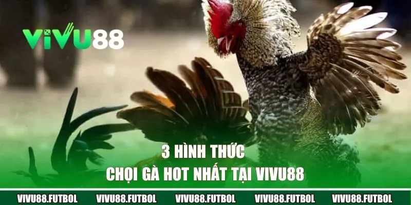 3 hình thức chọi gà hot nhất tại Vivu88 