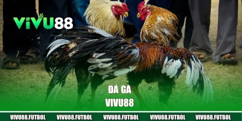 đá gà Vivu88