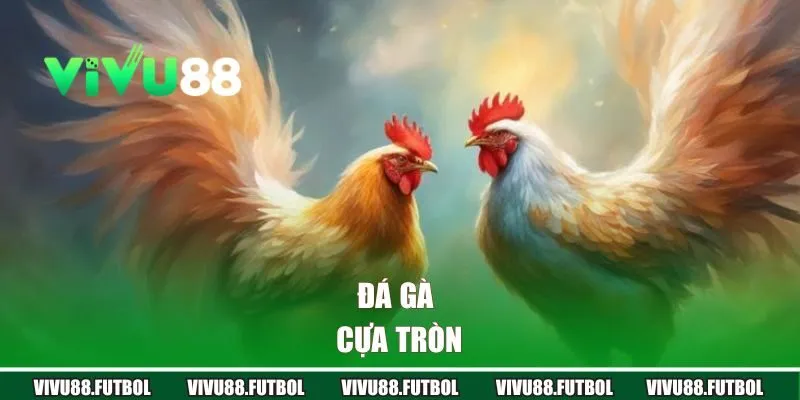 Đá gà cựa tròn