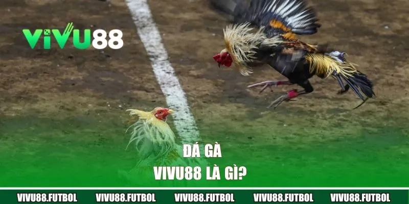 Đá Gà Vivu88 là gì? 