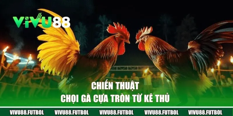 Chiến thuật chọi gà cựa tròn từ kê thủ 