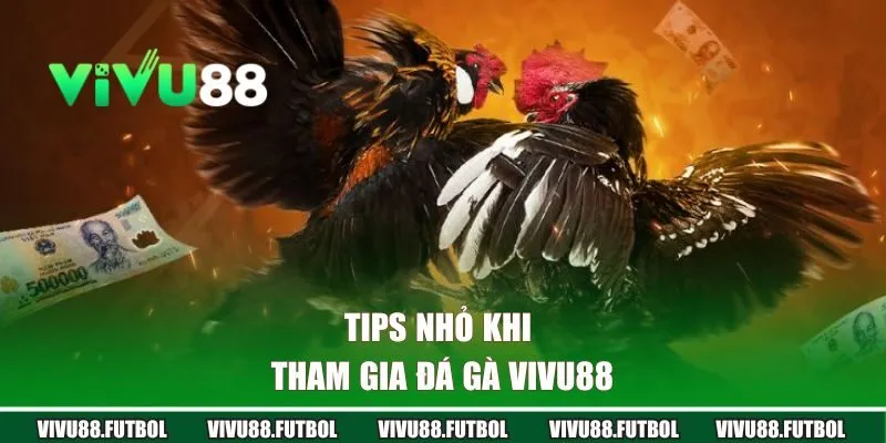 Tips nhỏ khi tham gia đá gà Vivu88