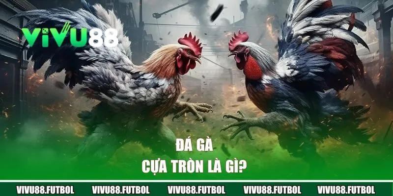 Đá gà cựa tròn là gì? 